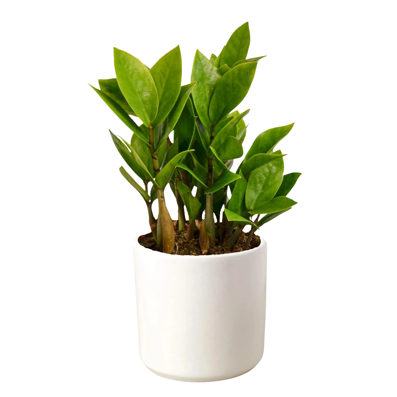 Zamioculcas Zamiifolia &