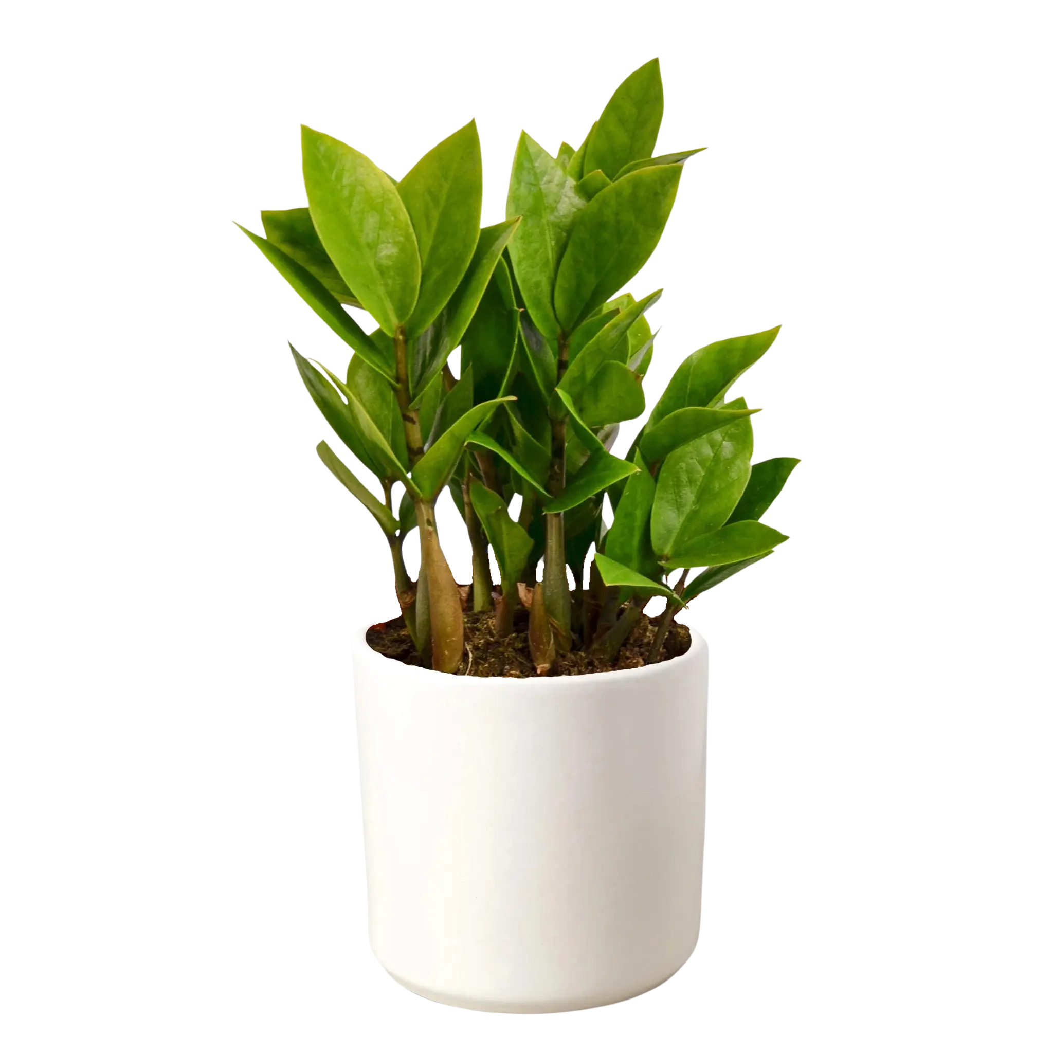 Zamioculcas Zamiifolia &