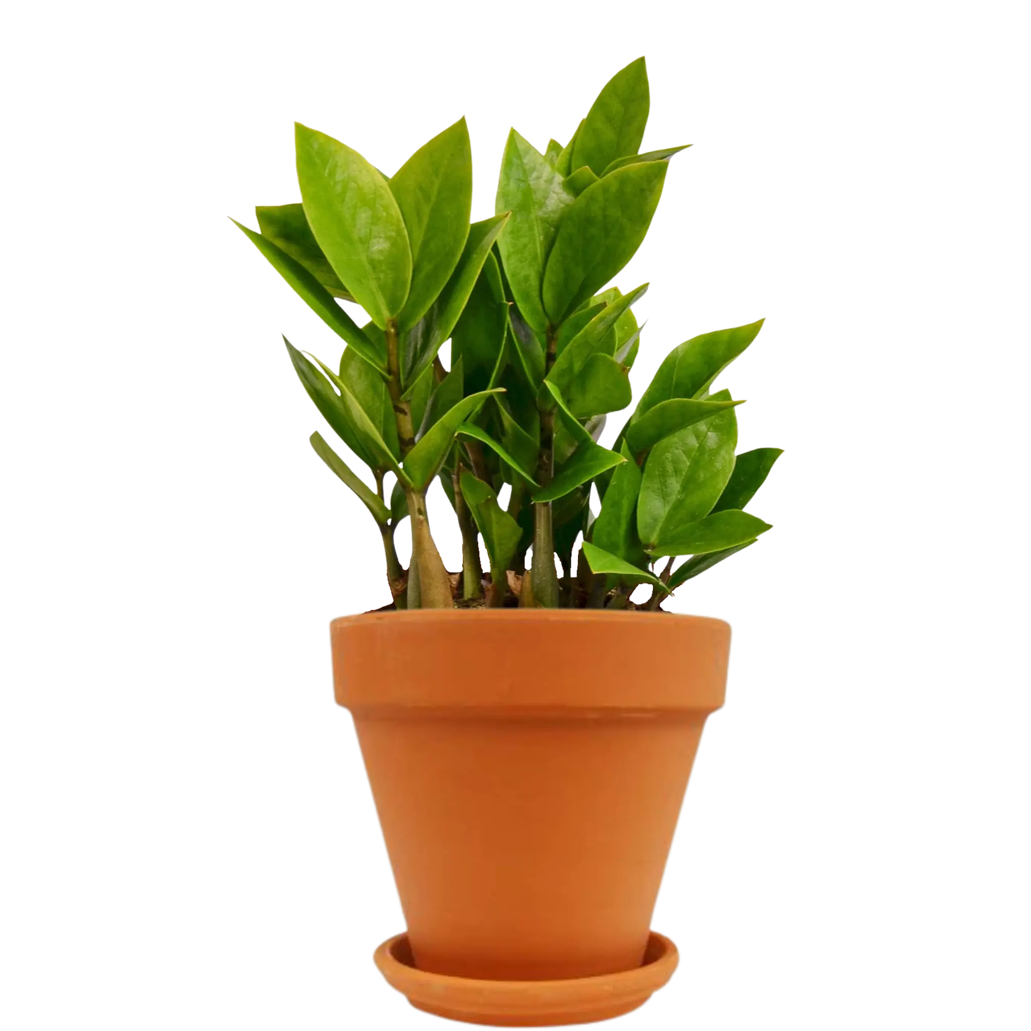 Zamioculcas Zamiifolia &