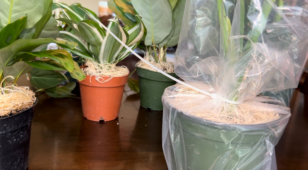 Behind the Scenes: How plants are prepared for shipment