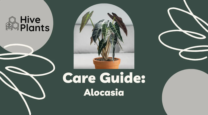 Alocasia-Care-Guide The White Oak Collection - Hive Plants