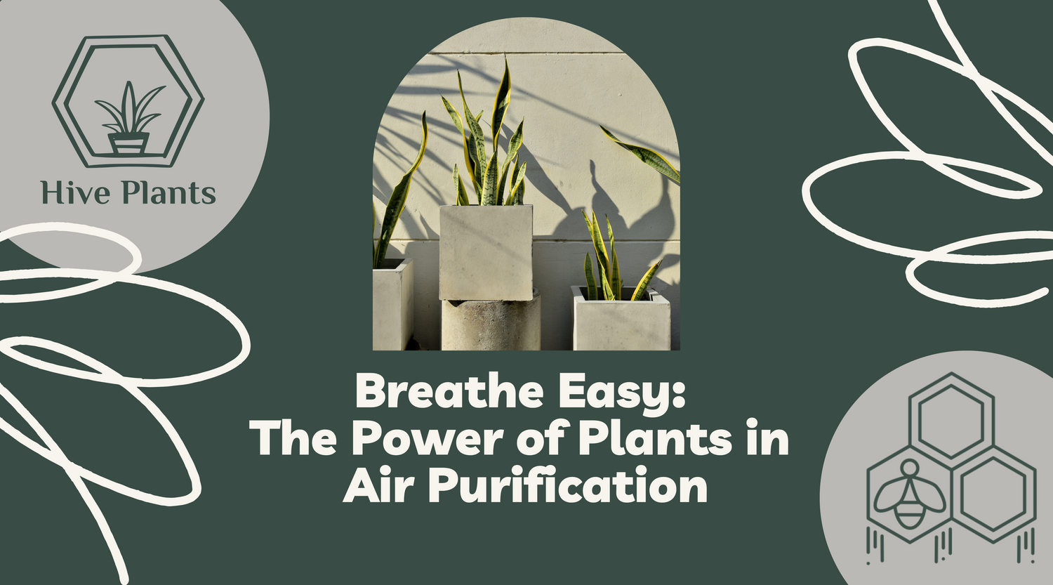 Breathe Easy: The Power of Plants in Air Purification