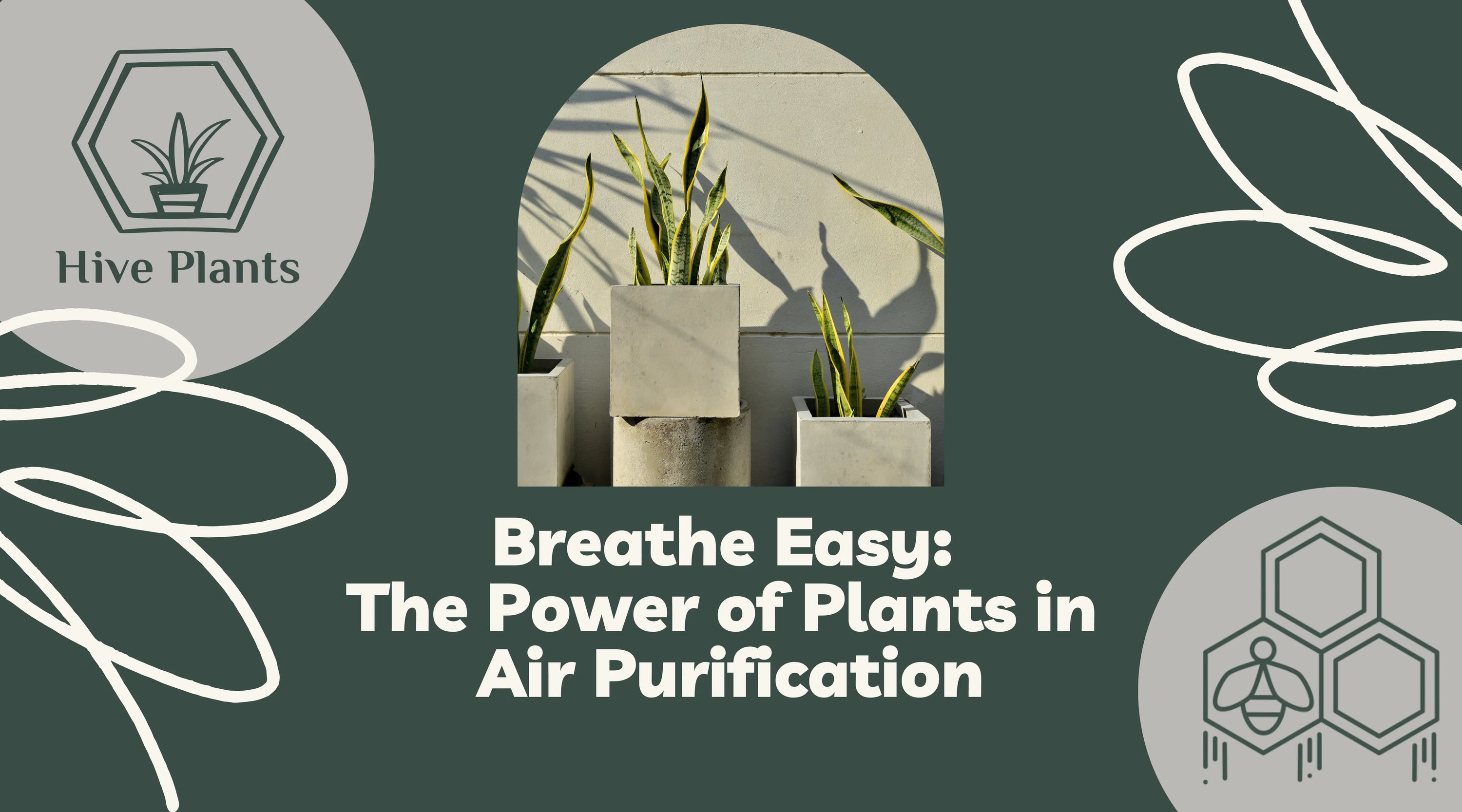 Breathe-Easy-The-Power-of-Plants-in-Air-Purification The White Oak Collection - Hive Plants