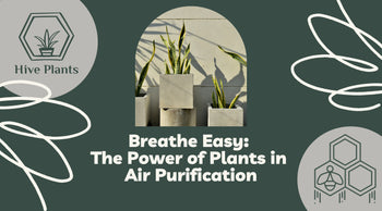 Breathe-Easy-The-Power-of-Plants-in-Air-Purification The White Oak Collection - Hive Plants