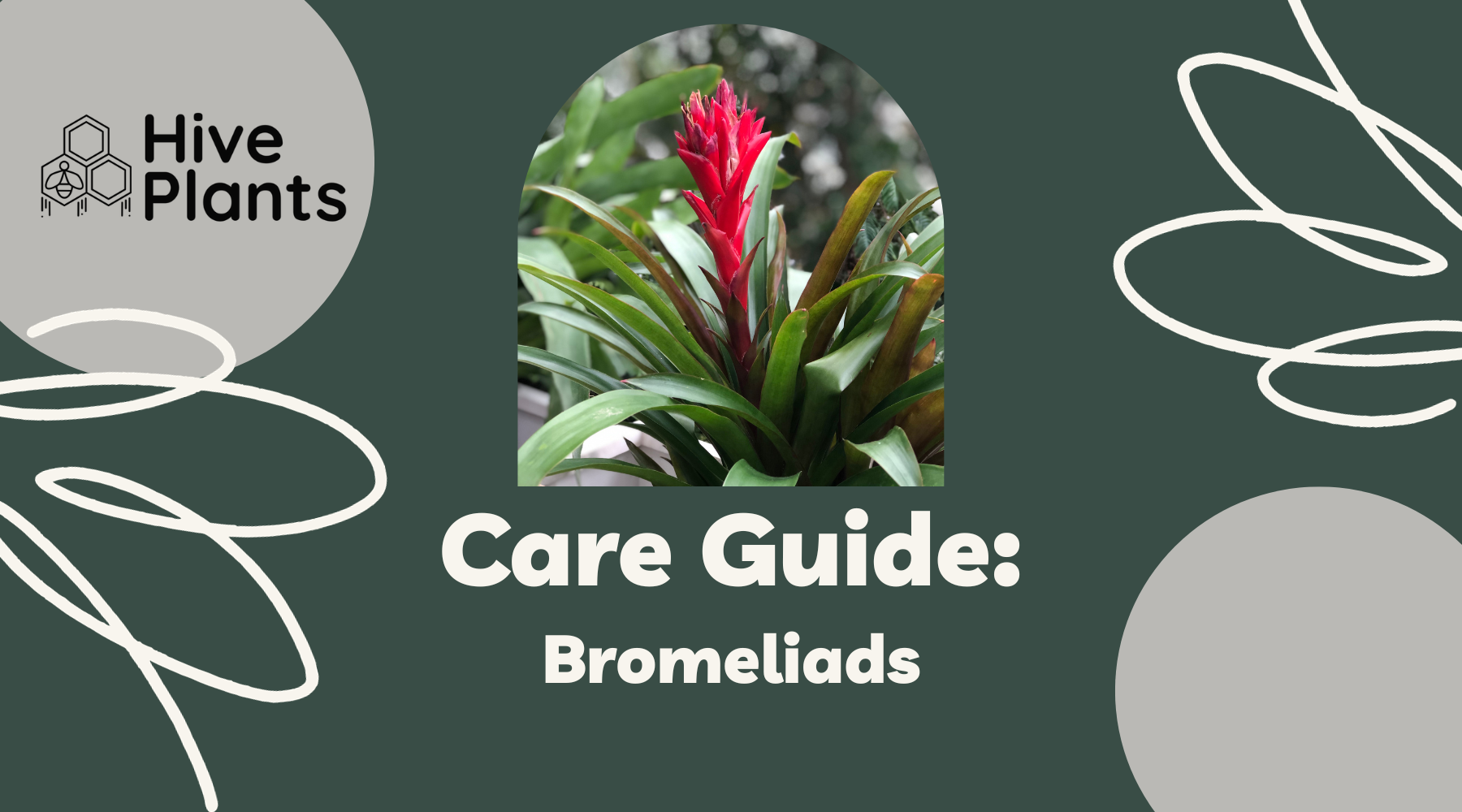 Bromeliad Care Guide