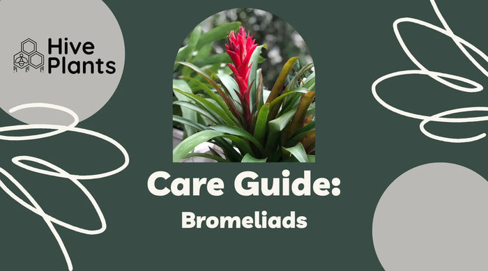 Bromeliad-Care-Guide The White Oak Collection - Hive Plants