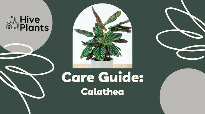 Calathea Peacock