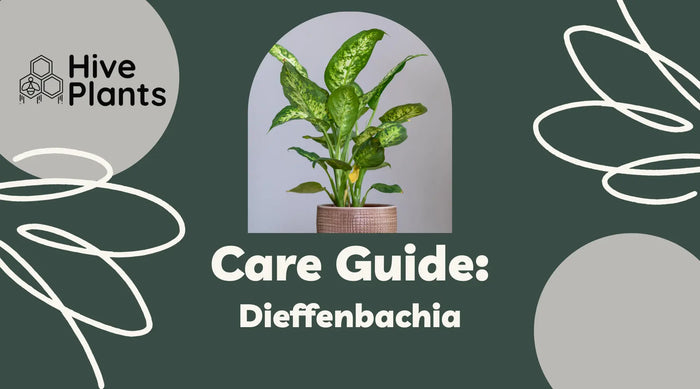 Dieffenbachia-Care-Guide The White Oak Collection - Hive Plants