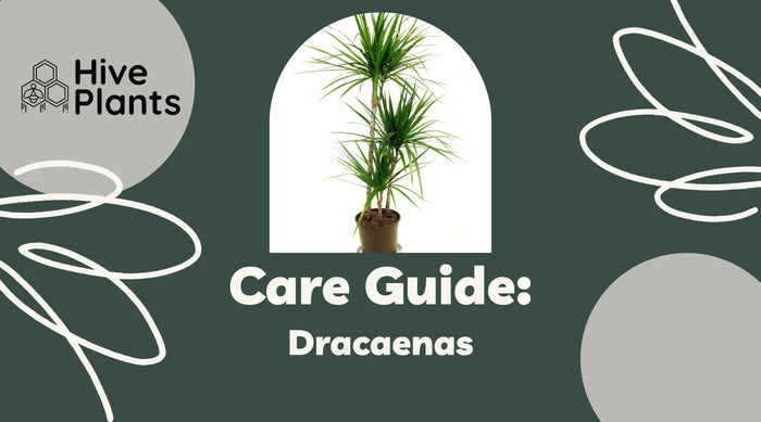 Dracaena-Care-Guide The White Oak Collection - Hive Plants