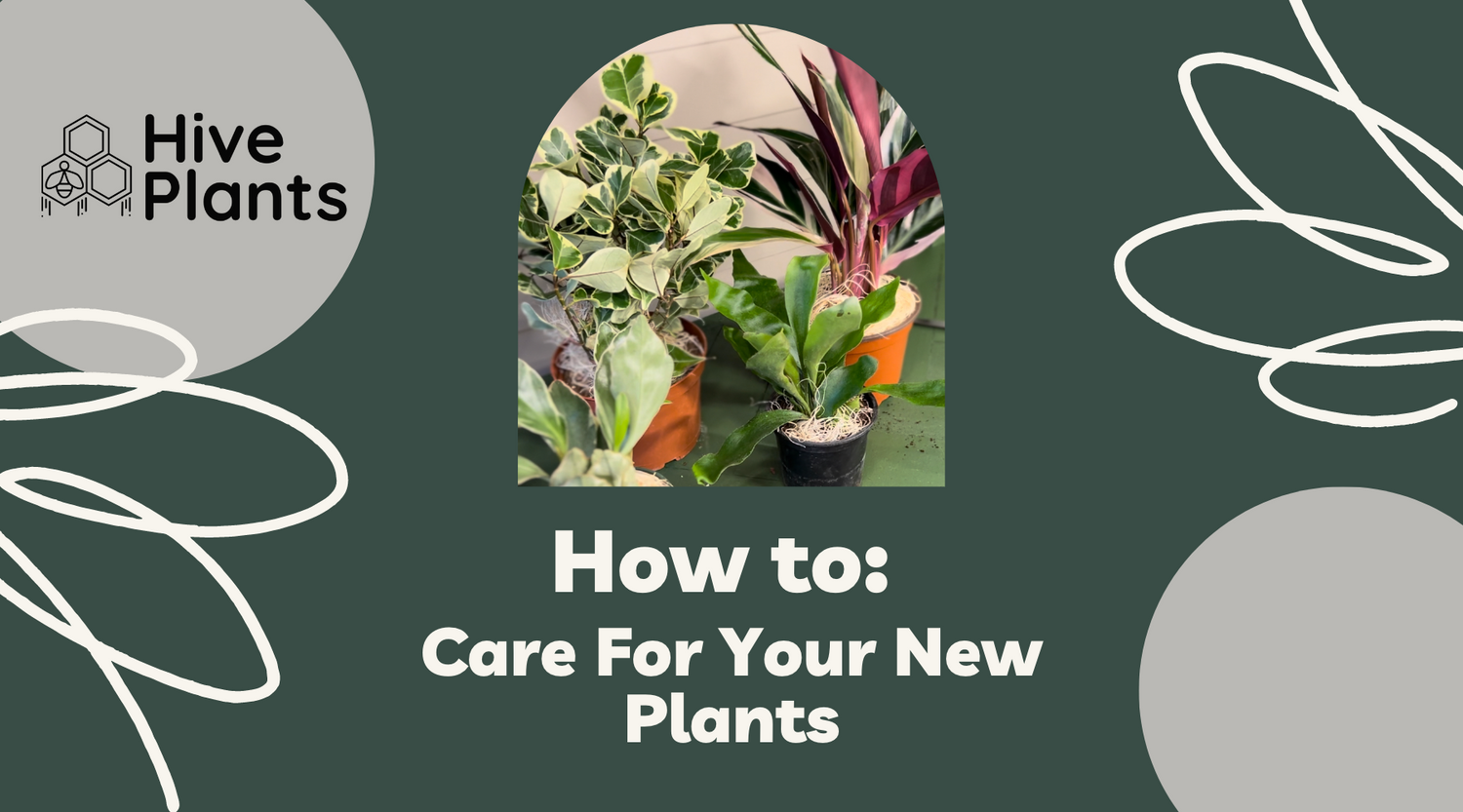 Unboxing New Plants: A Guide to Caring for Your New Green Friends