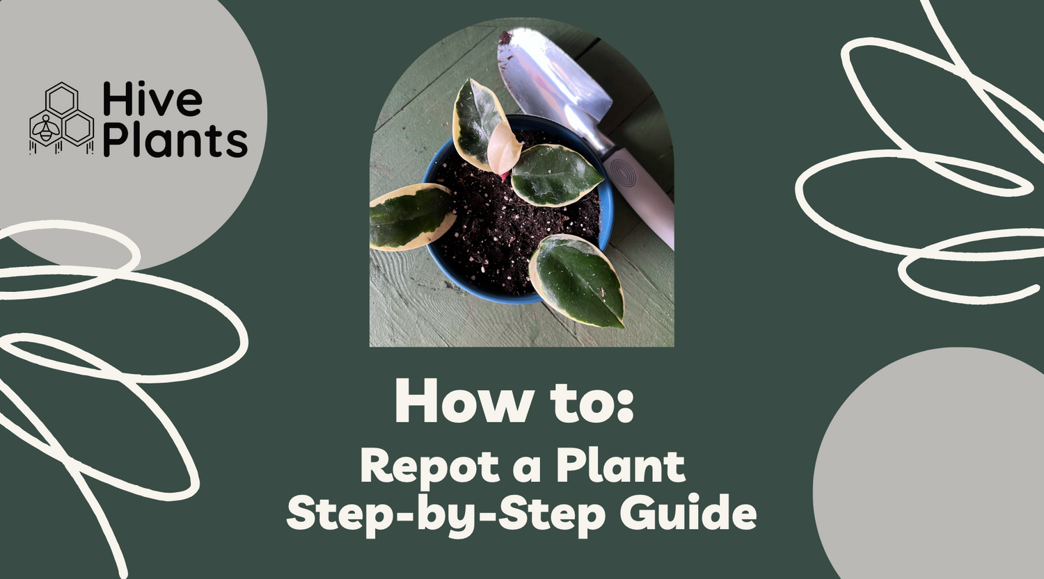 How to: Repot a Plant; A Step-by-Step Guide