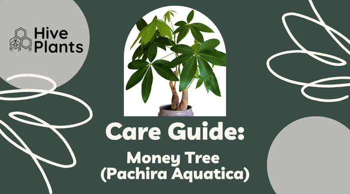 Money-Tree-Care-Guide The White Oak Collection - Hive Plants