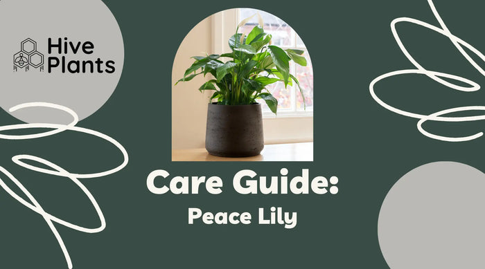 Peace-Lily-Care-Guide The White Oak Collection - Hive Plants