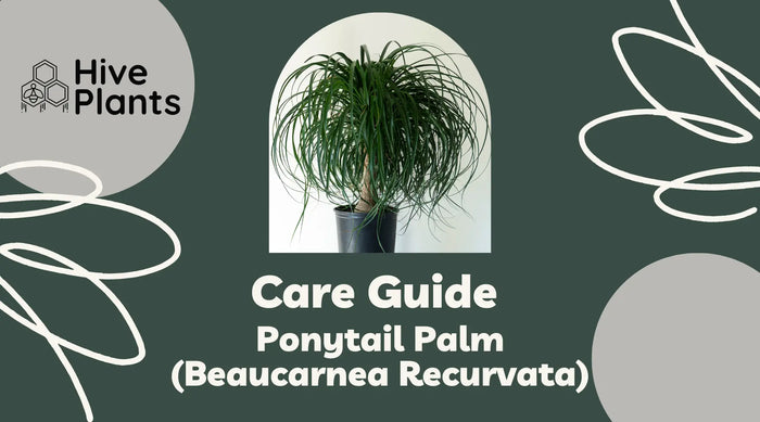 Ponytail-Palm-Care-Guide The White Oak Collection - Hive Plants