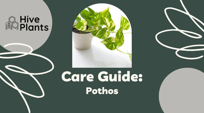 Pothos-Care-Guide The White Oak Collection - Hive Plants