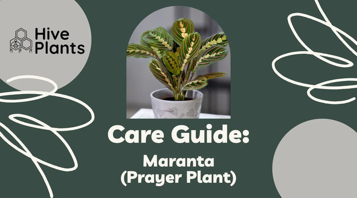 Prayer-Plant-Care-Guide The White Oak Collection - Hive Plants