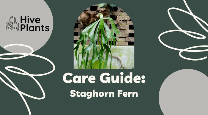 Staghorn-Fern-Care-Guide The White Oak Collection - Hive Plants