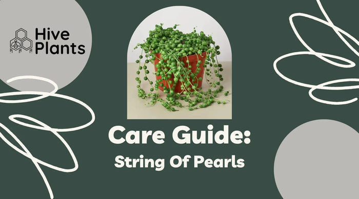 String-Of-Pearls-Care-Guide The White Oak Collection - Hive Plants