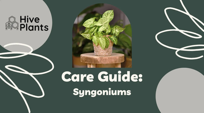 Syngoniums-Care-Guide The White Oak Collection - Hive Plants