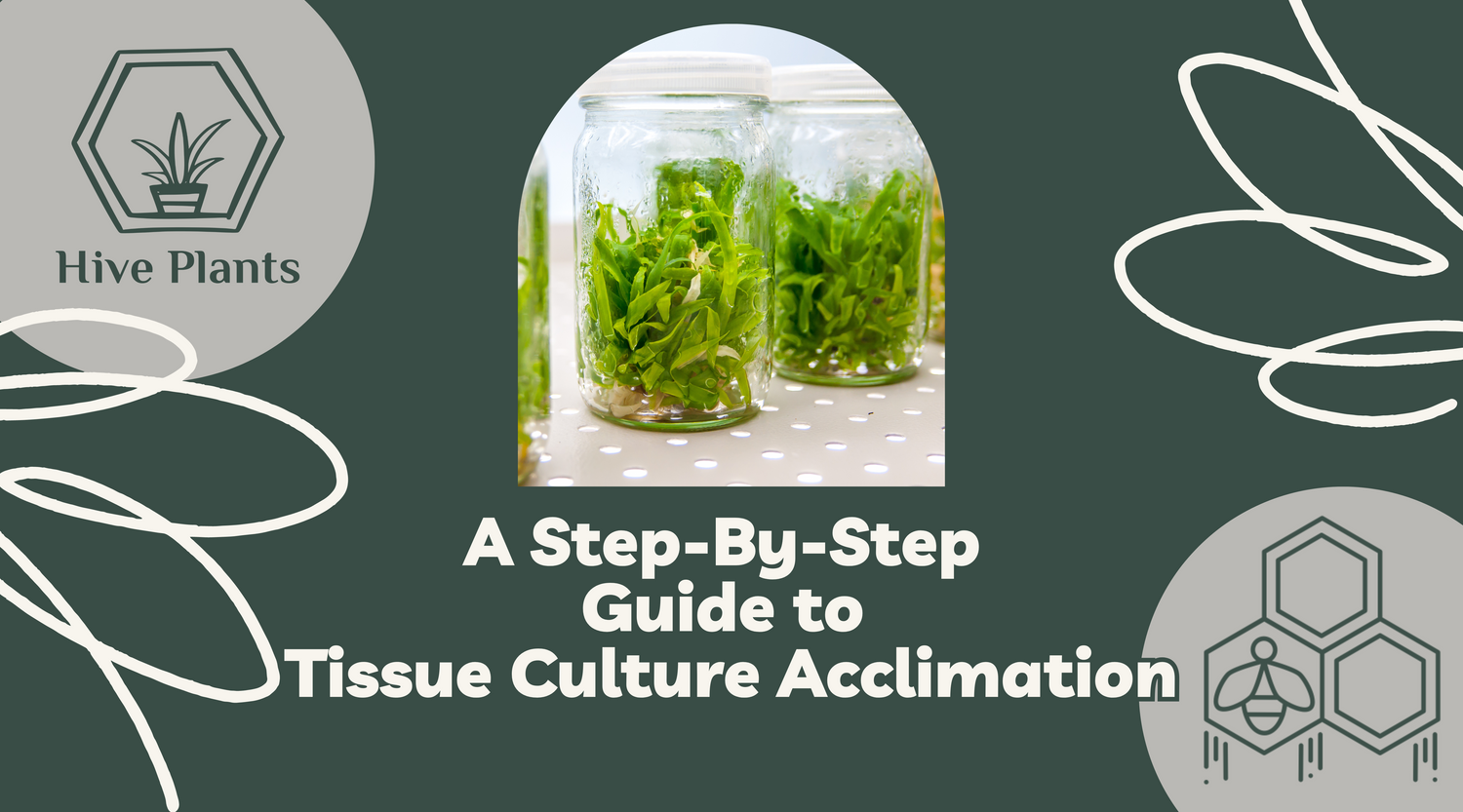 Step-by-Step Guide for Acclimating Tissue Cultures