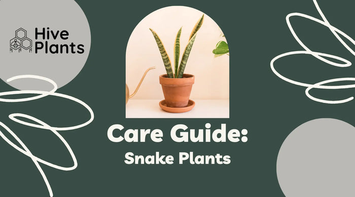 Snake-Plant-Care-Guide The White Oak Collection - Hive Plants