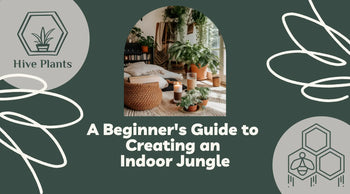 Bringing-Nature-Indoors-A-Beginner-s-Guide-to-Creating-an-Indoor-Jungle The White Oak Collection - Hive Plants