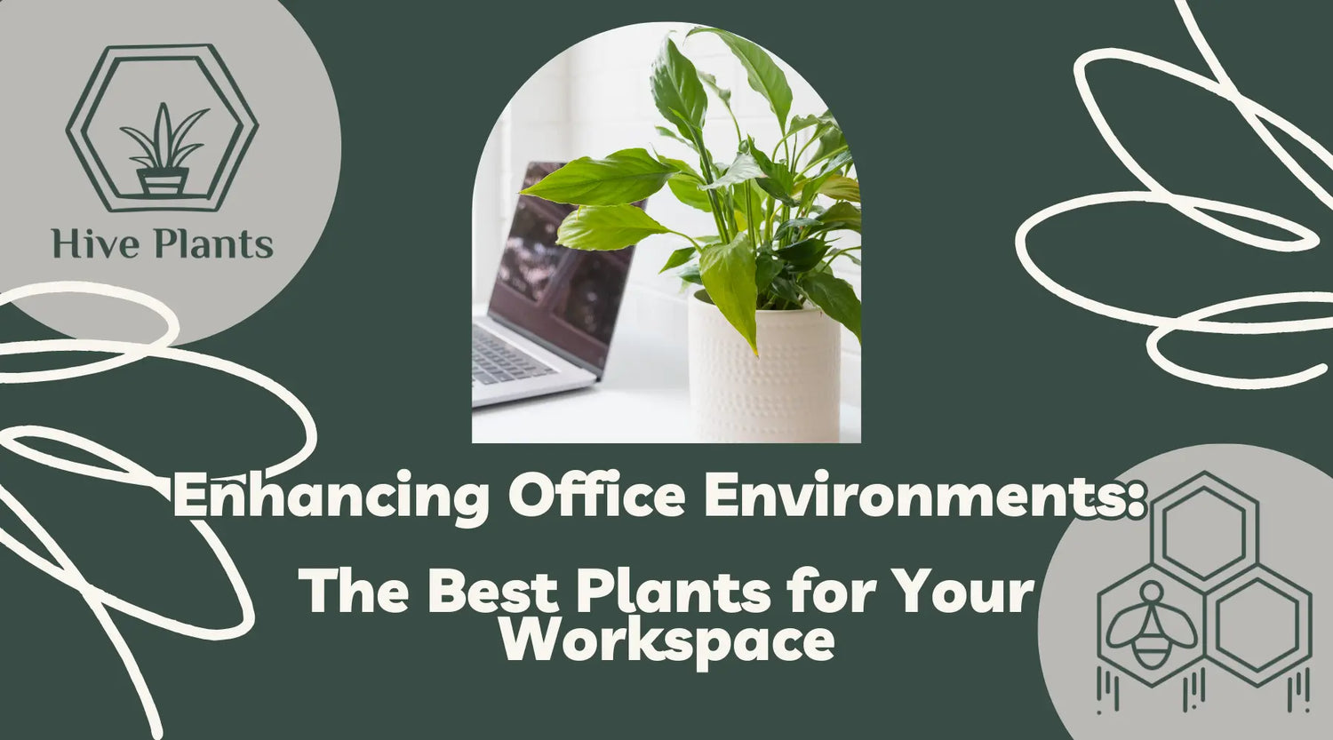 Enhancing-Office-Environments-The-Best-Plants-for-Your-Workspace The White Oak Collection - Hive Plants