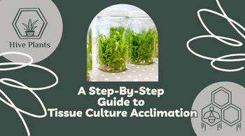 Step-by-Step-Guide-for-Acclimating-Tissue-Cultures The White Oak Collection - Hive Plants