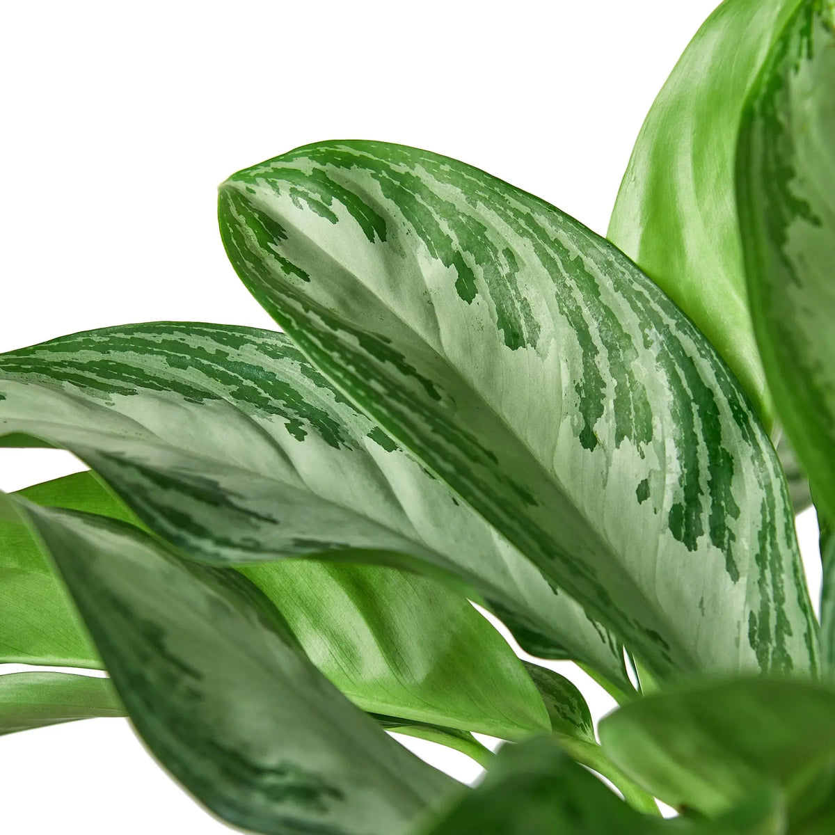 Chinese Evergreen The White Oak Collection - Hive Plants