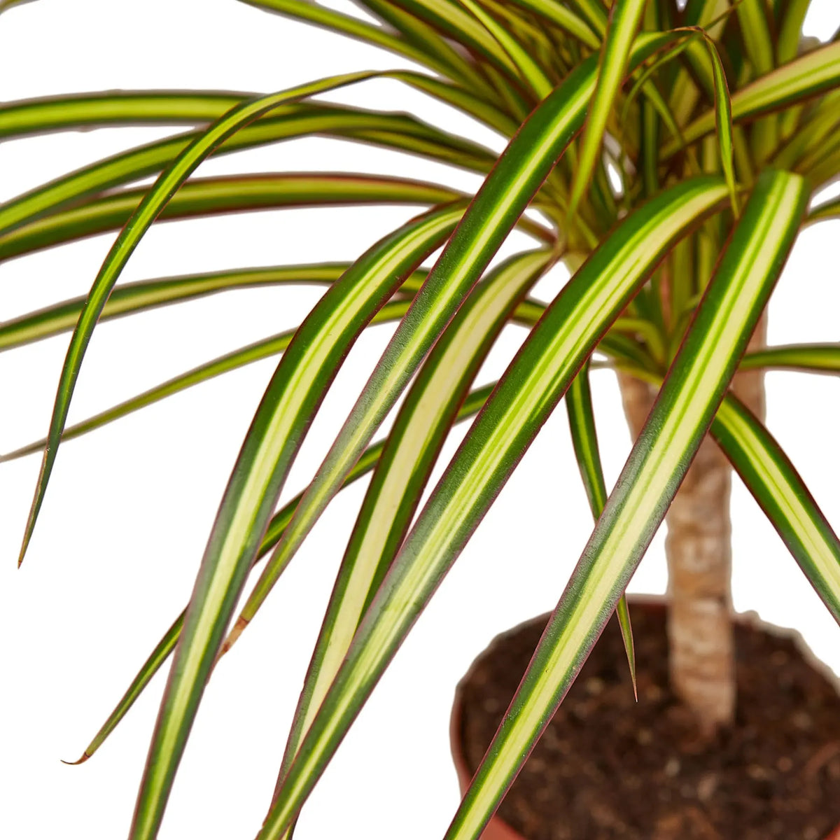 Dracaena The White Oak Collection - Hive Plants