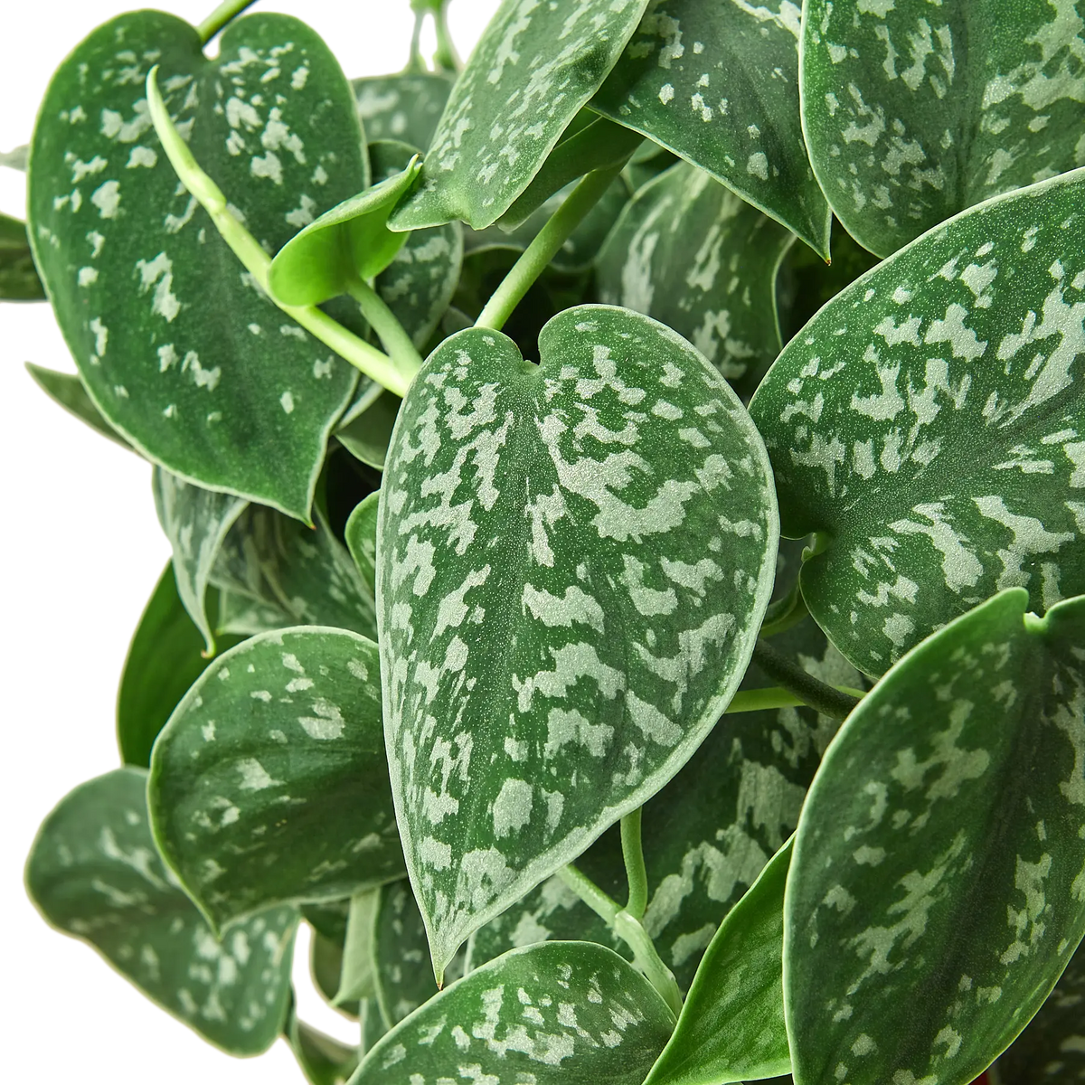 Pothos The White Oak Collection - Hive Plants