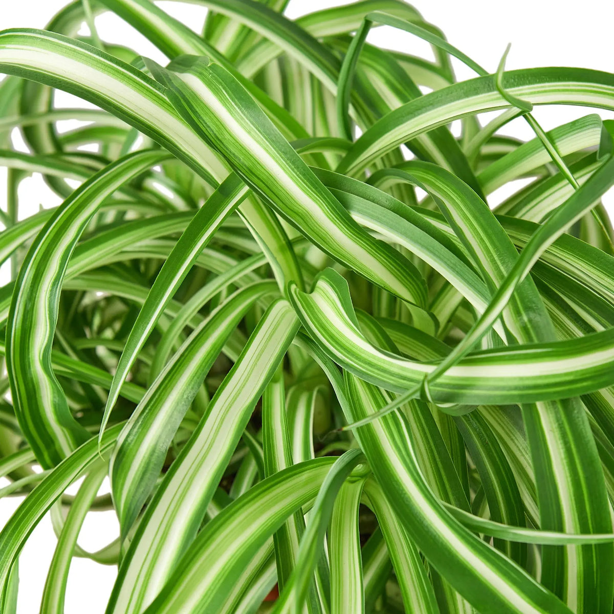 Spider Plants The White Oak Collection - Hive Plants