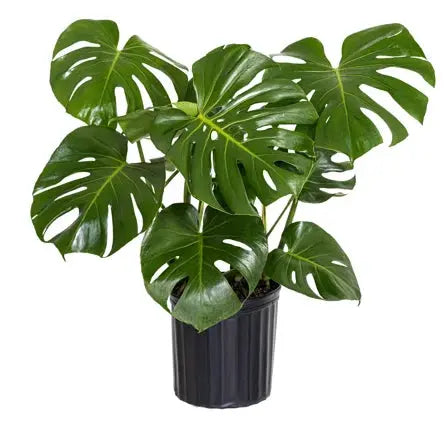 Large 8"+ The White Oak Collection - Hive Plants