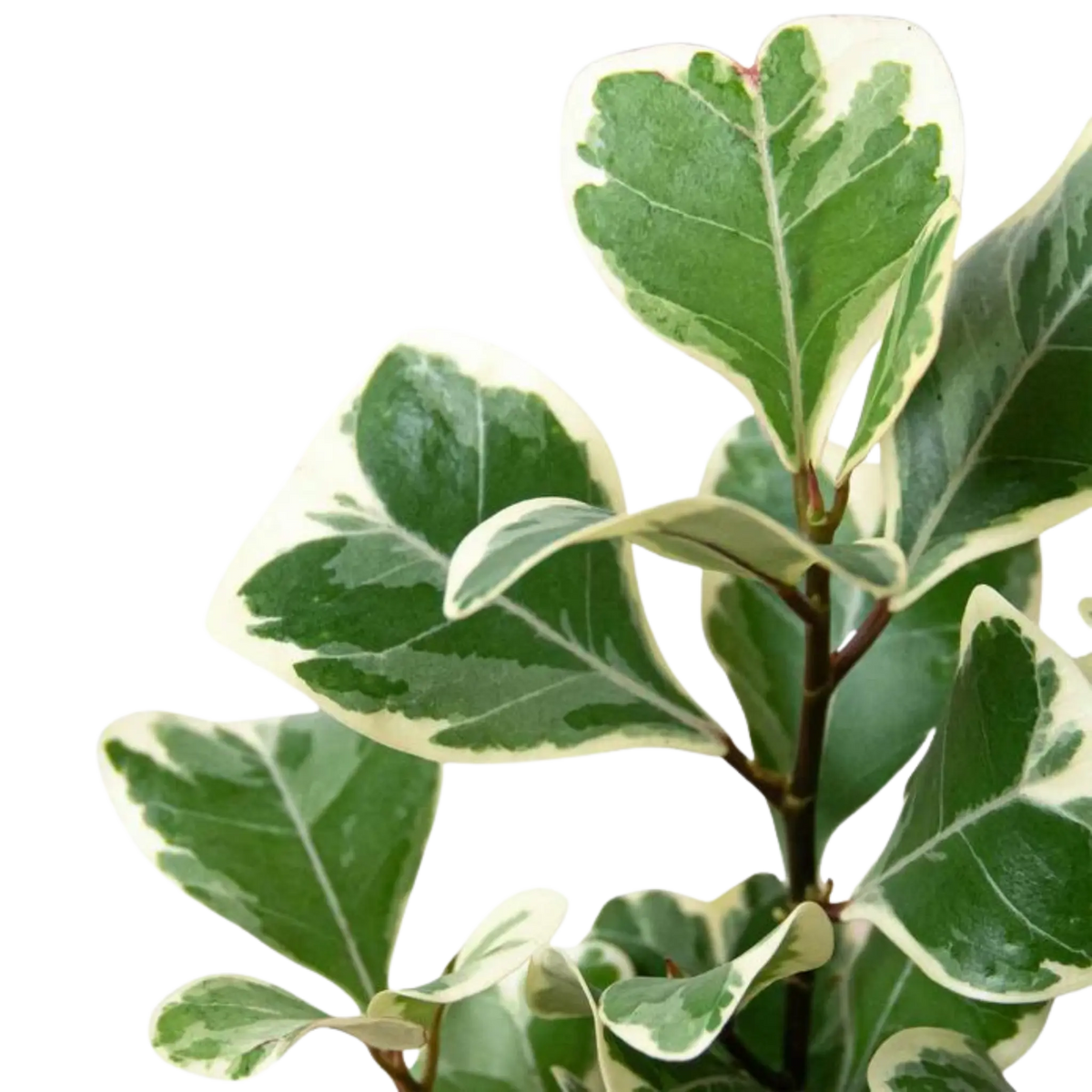 Ficus The White Oak Collection - Hive Plants