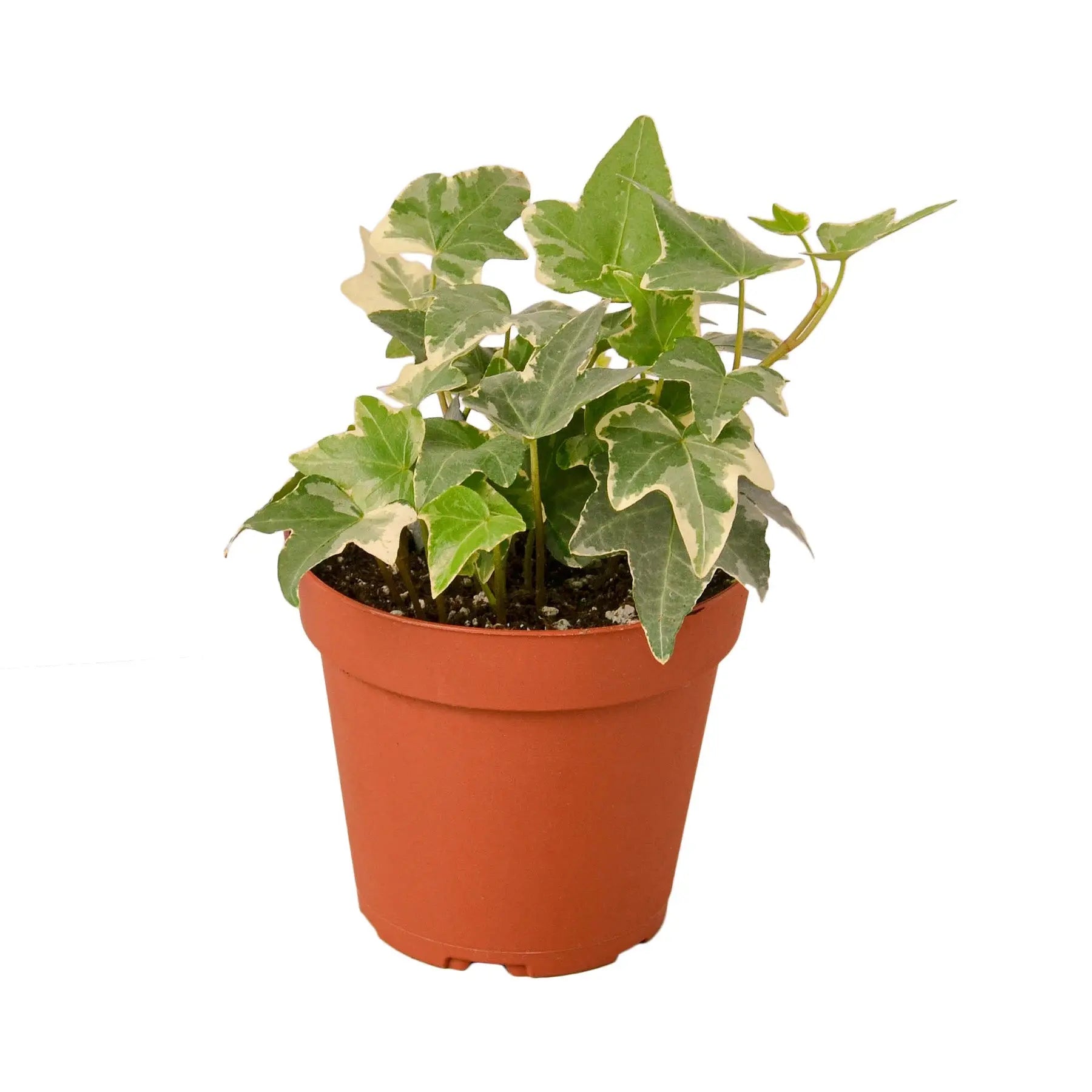 Small 4" The White Oak Collection - Hive Plants