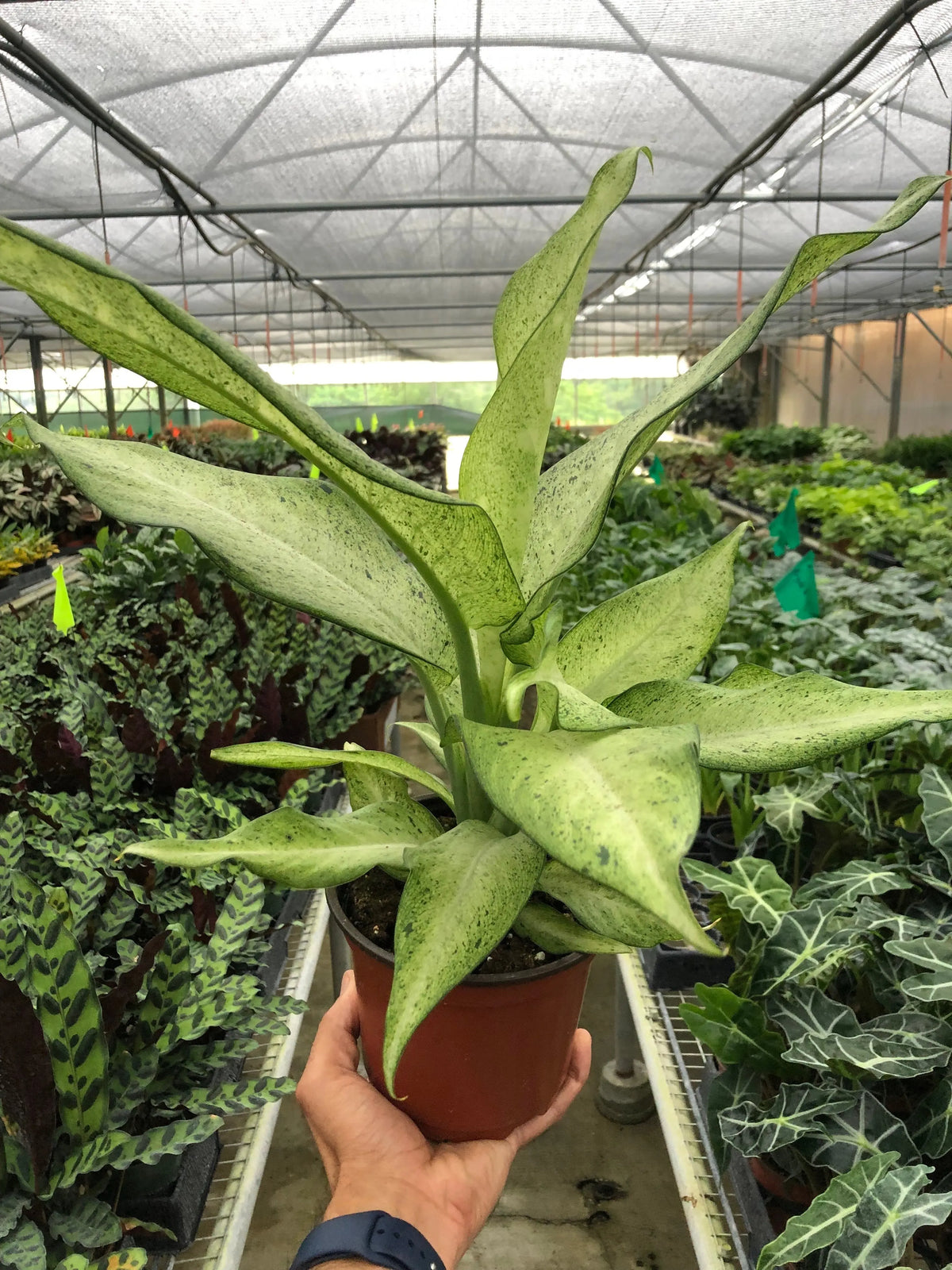 Medium 6" The White Oak Collection - Hive Plants