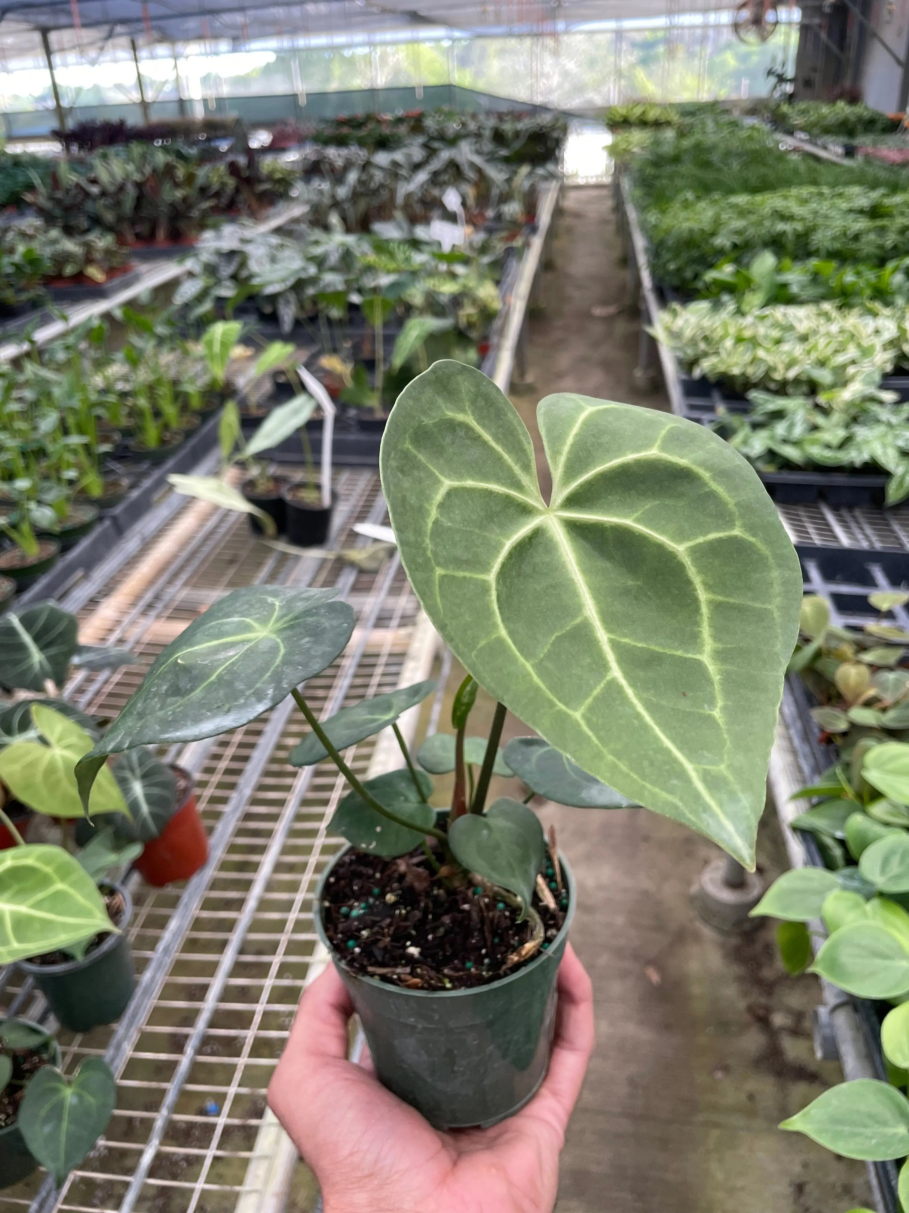 Trending Now The White Oak Collection - Hive Plants