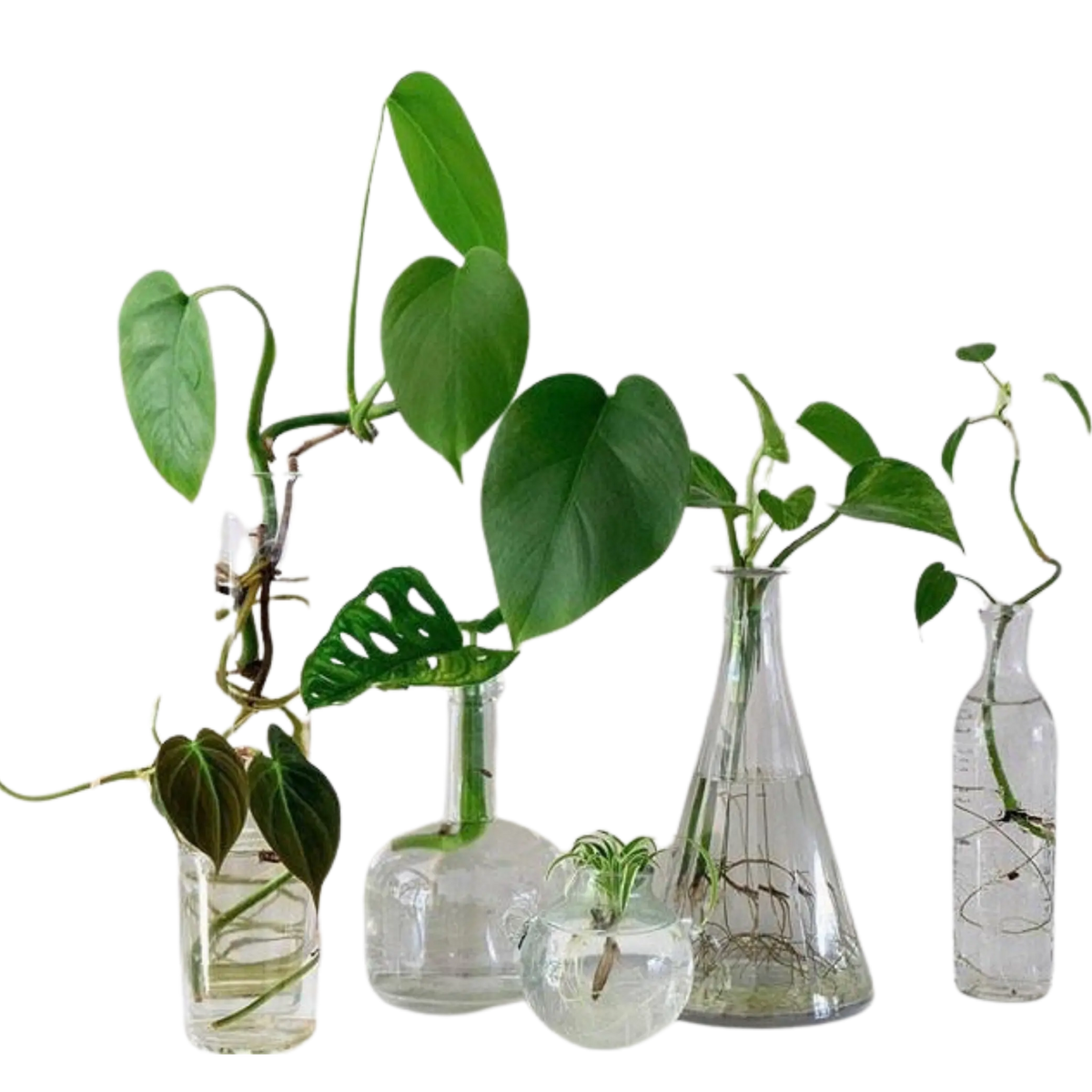 Cuttings The White Oak Collection - Hive Plants