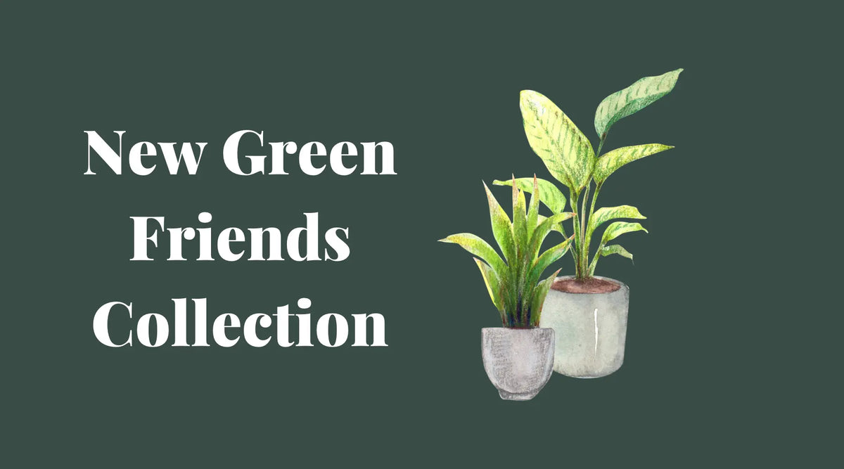 New to the greenhouse The White Oak Collection - Hive Plants