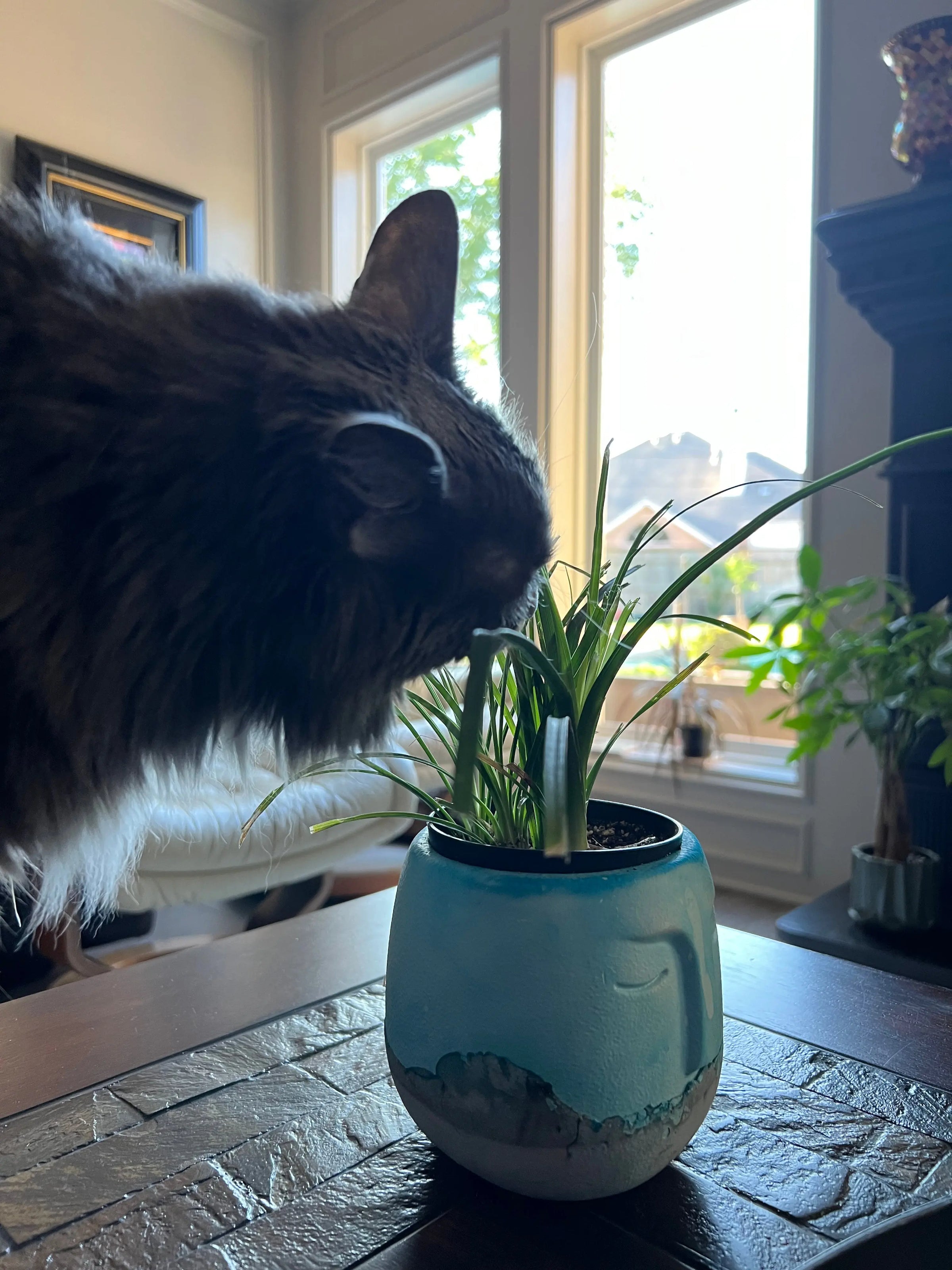 Pet Friendly The White Oak Collection - Hive Plants