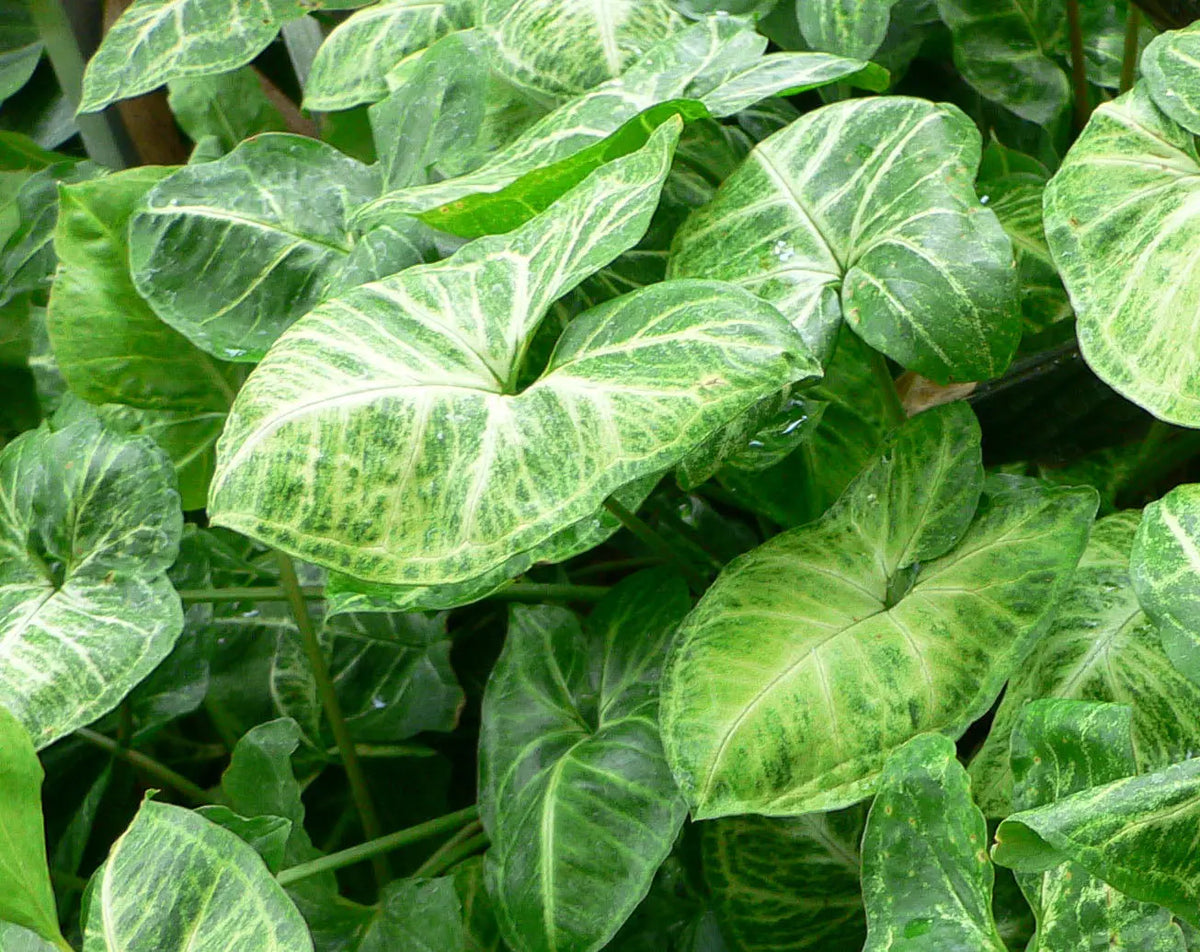 Syngonium The White Oak Collection - Hive Plants