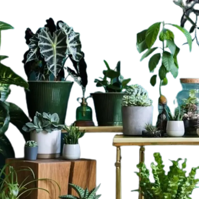 All Products The White Oak Collection - Hive Plants