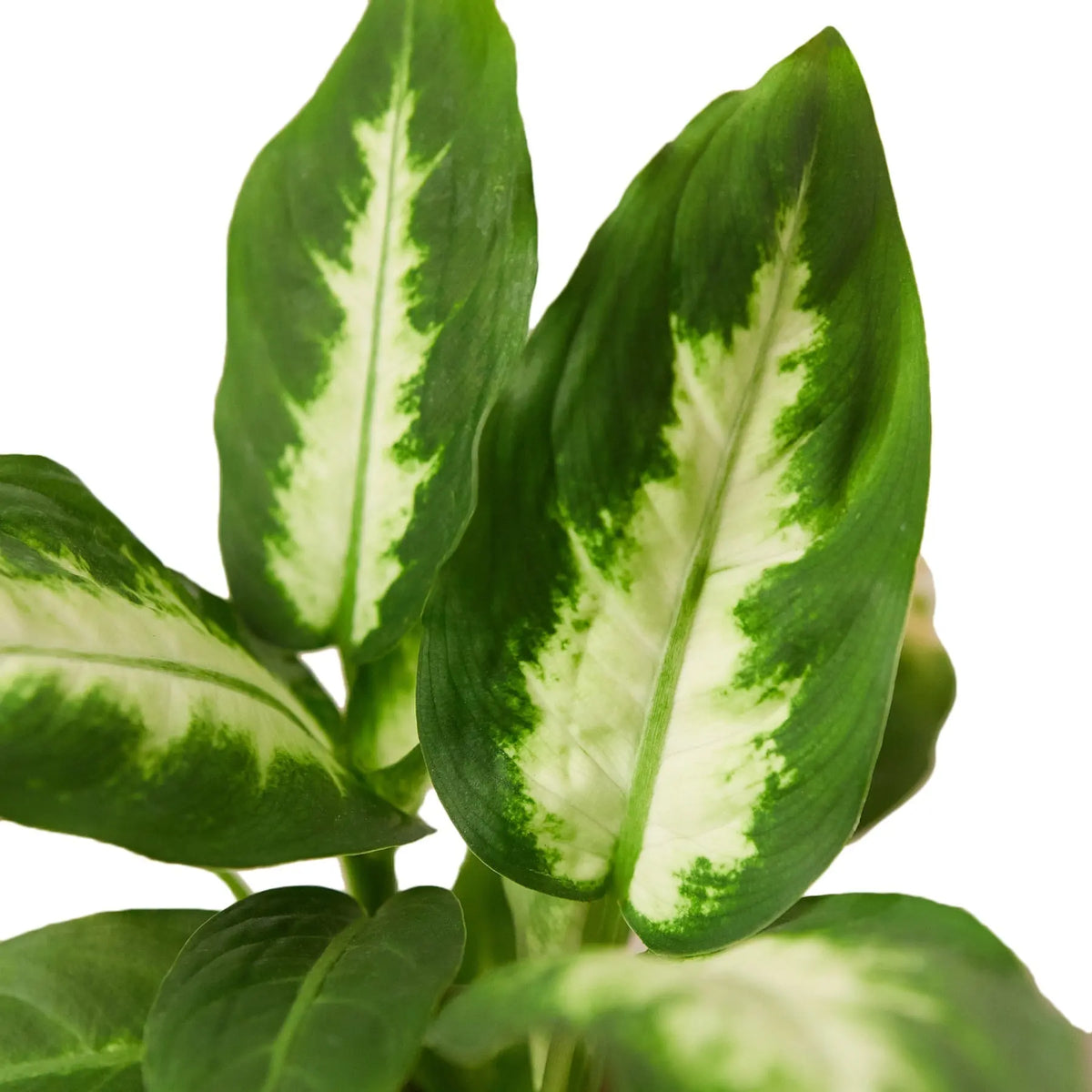 Dieffenbachia The White Oak Collection - Hive Plants