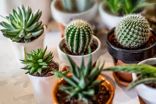 Cacti & Succulents The White Oak Collection - Hive Plants
