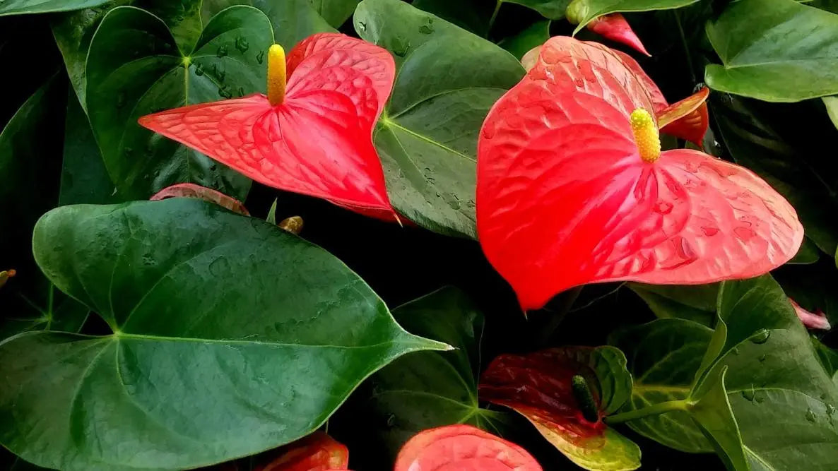 Anthurium The White Oak Collection - Hive Plants