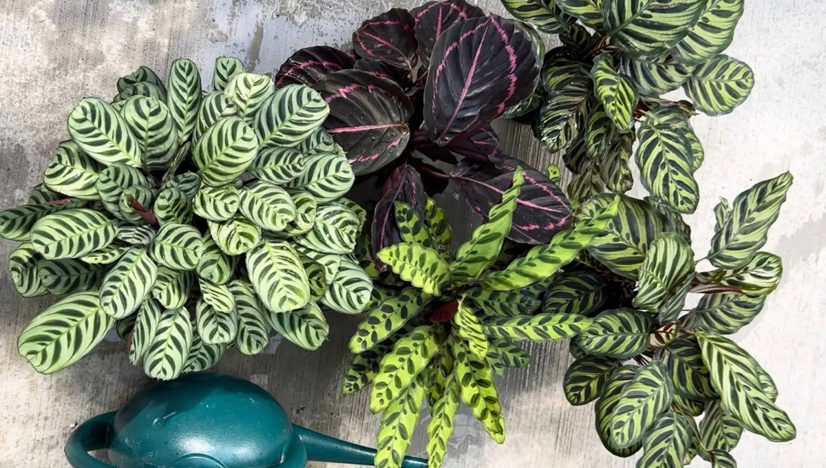 Calatheas The White Oak Collection - Hive Plants