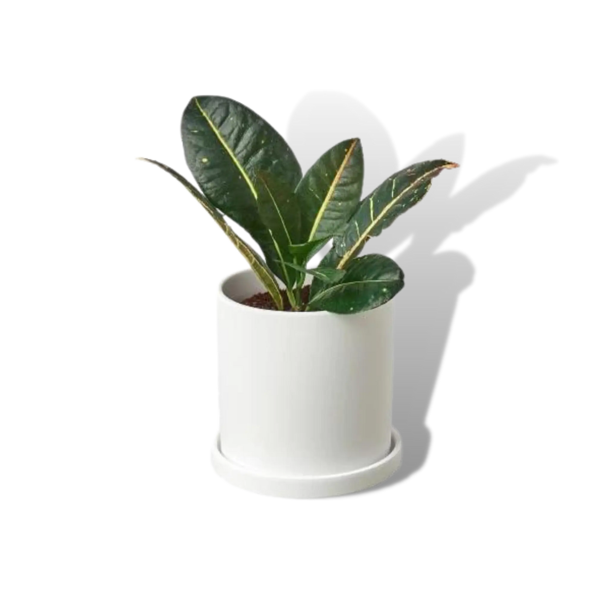 Pots & Planters The White Oak Collection - Hive Plants