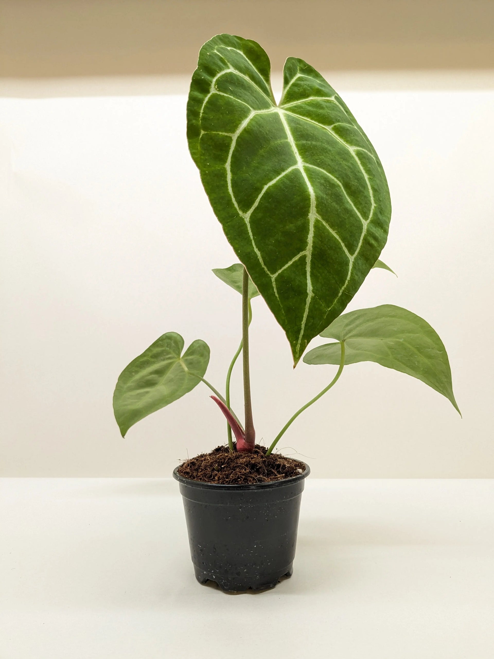 buy anthurium crystallinum Anthurium Crystallinum - House Plant Dropship – The White Oak Collection