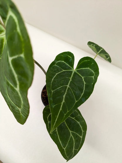 Anthurium Crystallinum House Plant Dropship