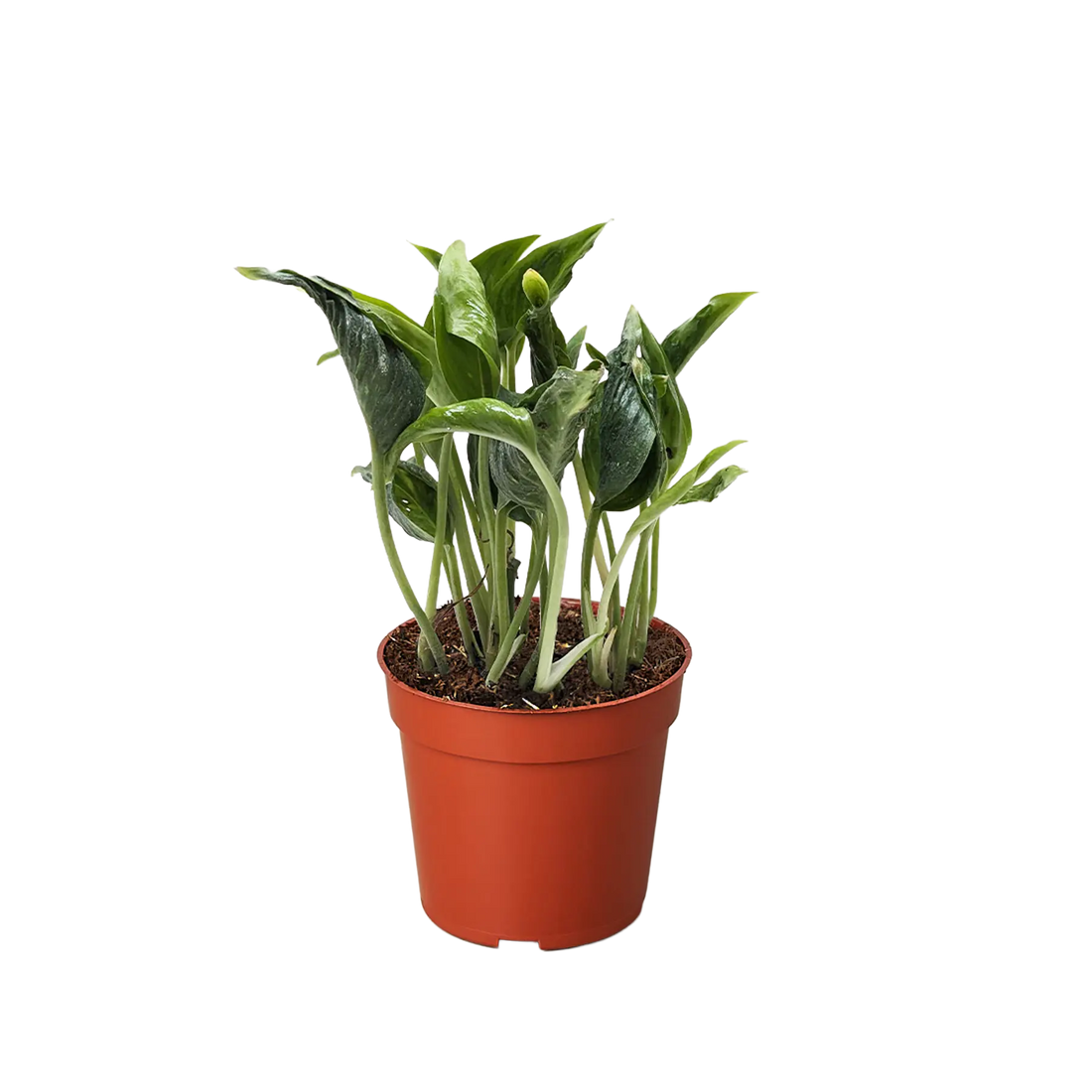 Pothos &
